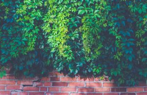 Living walls 101 landscaping