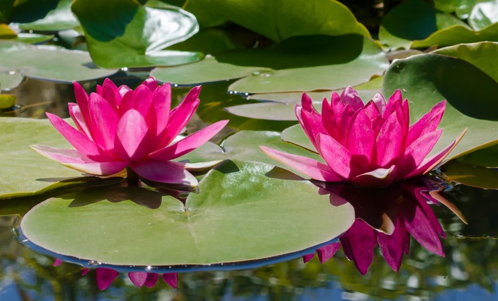 water garden