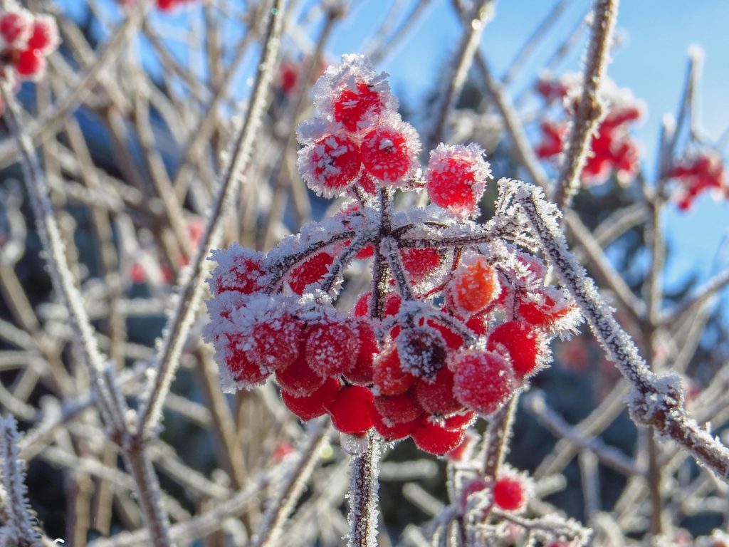 landscaping in the cold