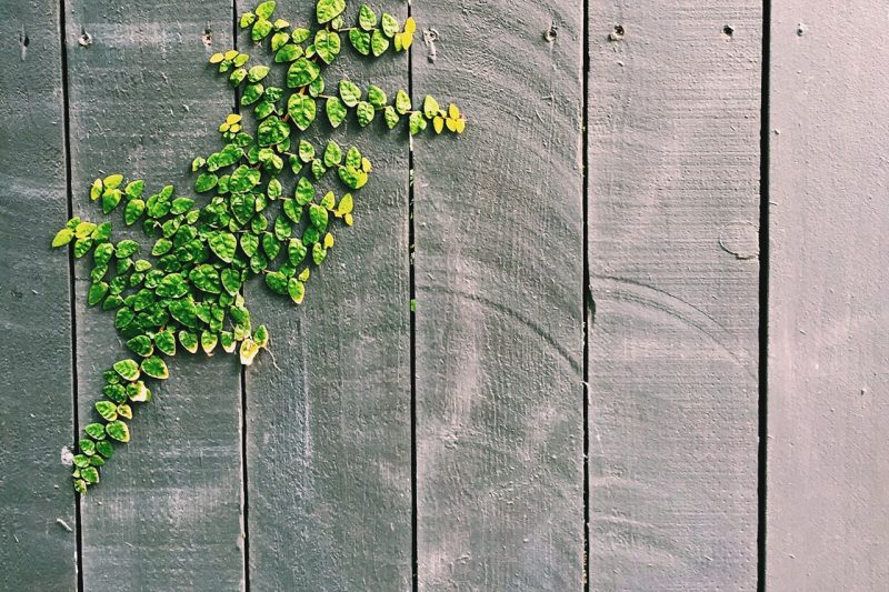 landscaping fence