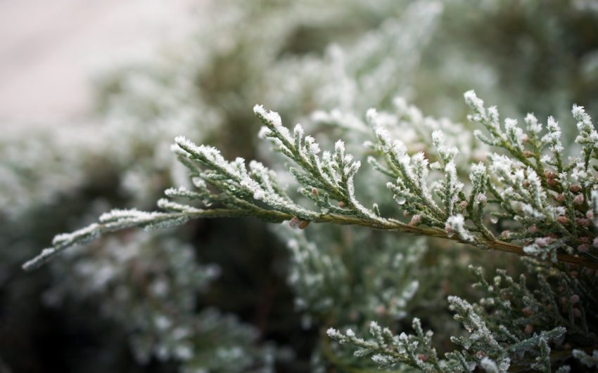 winter landscaping