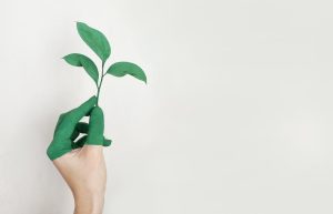 plants