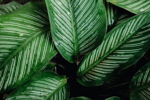landscaping plants