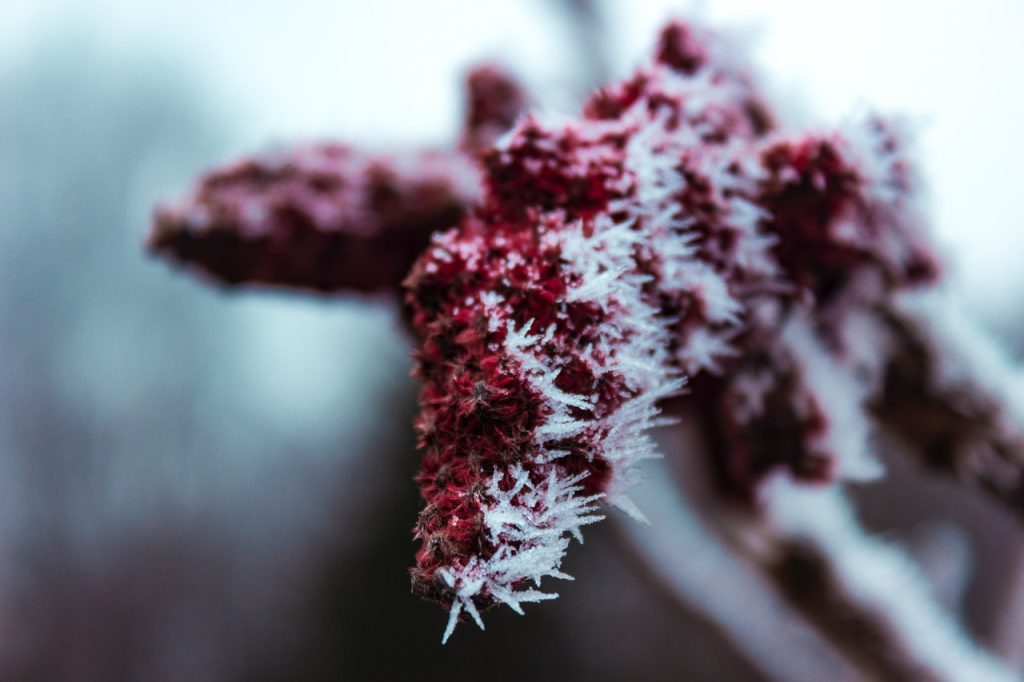 plants cold weather