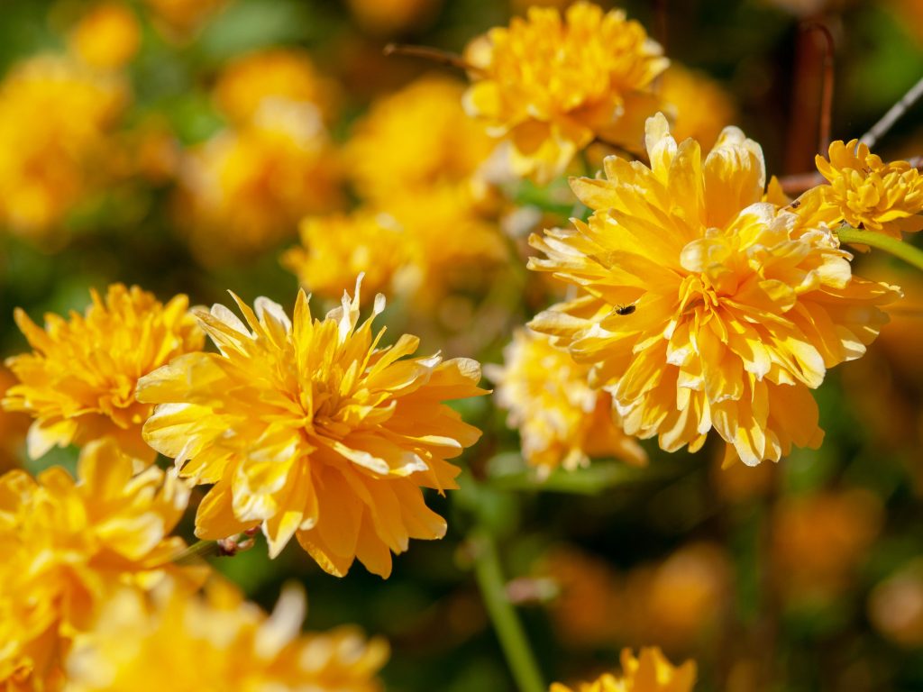 Five Shrubs that Flower in Early Spring