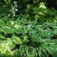 Best Plants For Landscaping Shady Yards