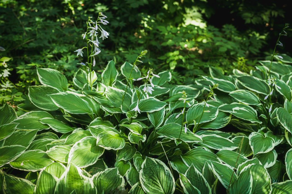 Best Plants For Landscaping Shady Yards