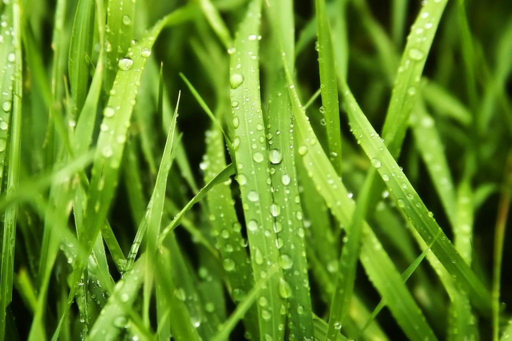 Why Mowing Wet Grass Is A Bad Idea