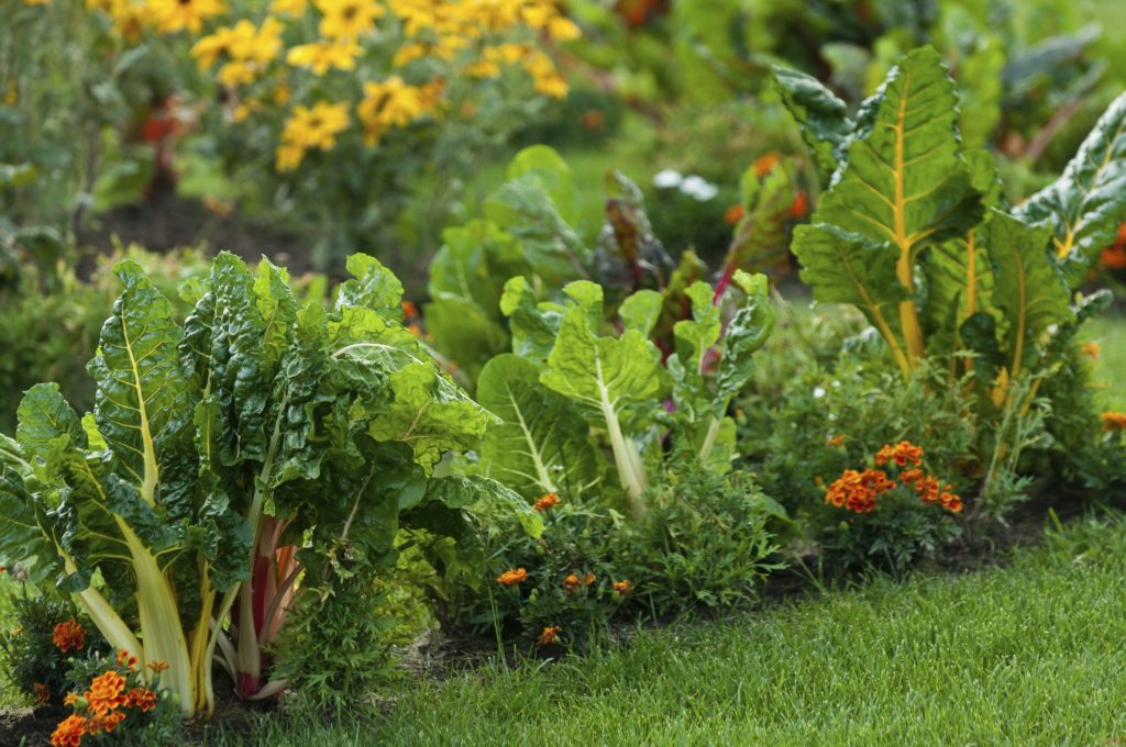 Edible Landscaping