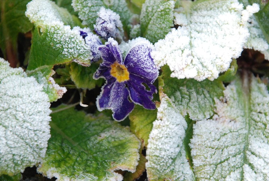 Frost Resistant Plants