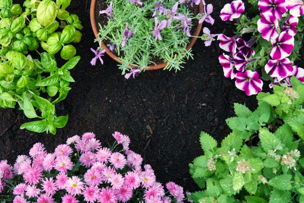 Insect Repelling Flowers