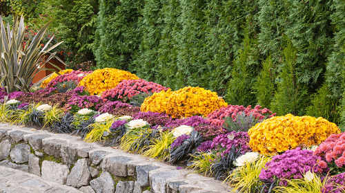 Four August Landscaping Tips