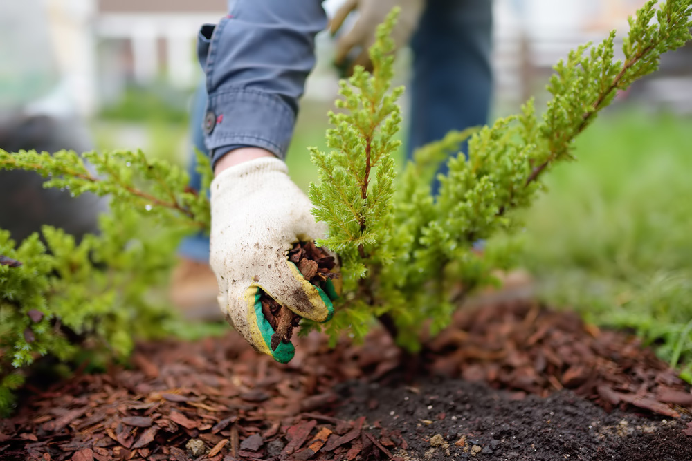 Prepare Your Garden For Autumn