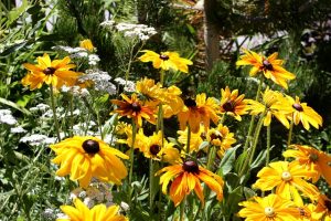 urban-garden-plants