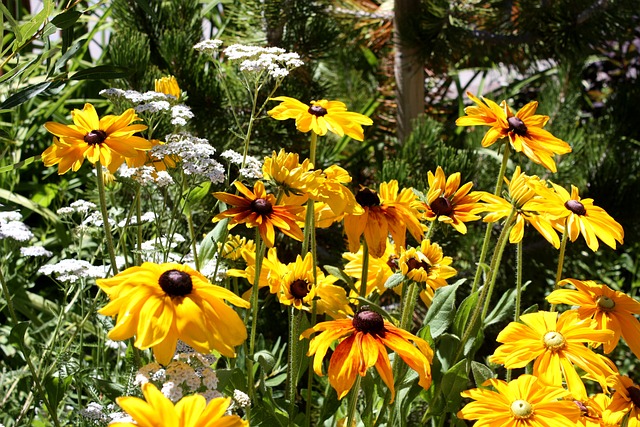 urban-garden-plants