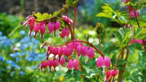 modern-landscaping-toronto pink Japanese flowers