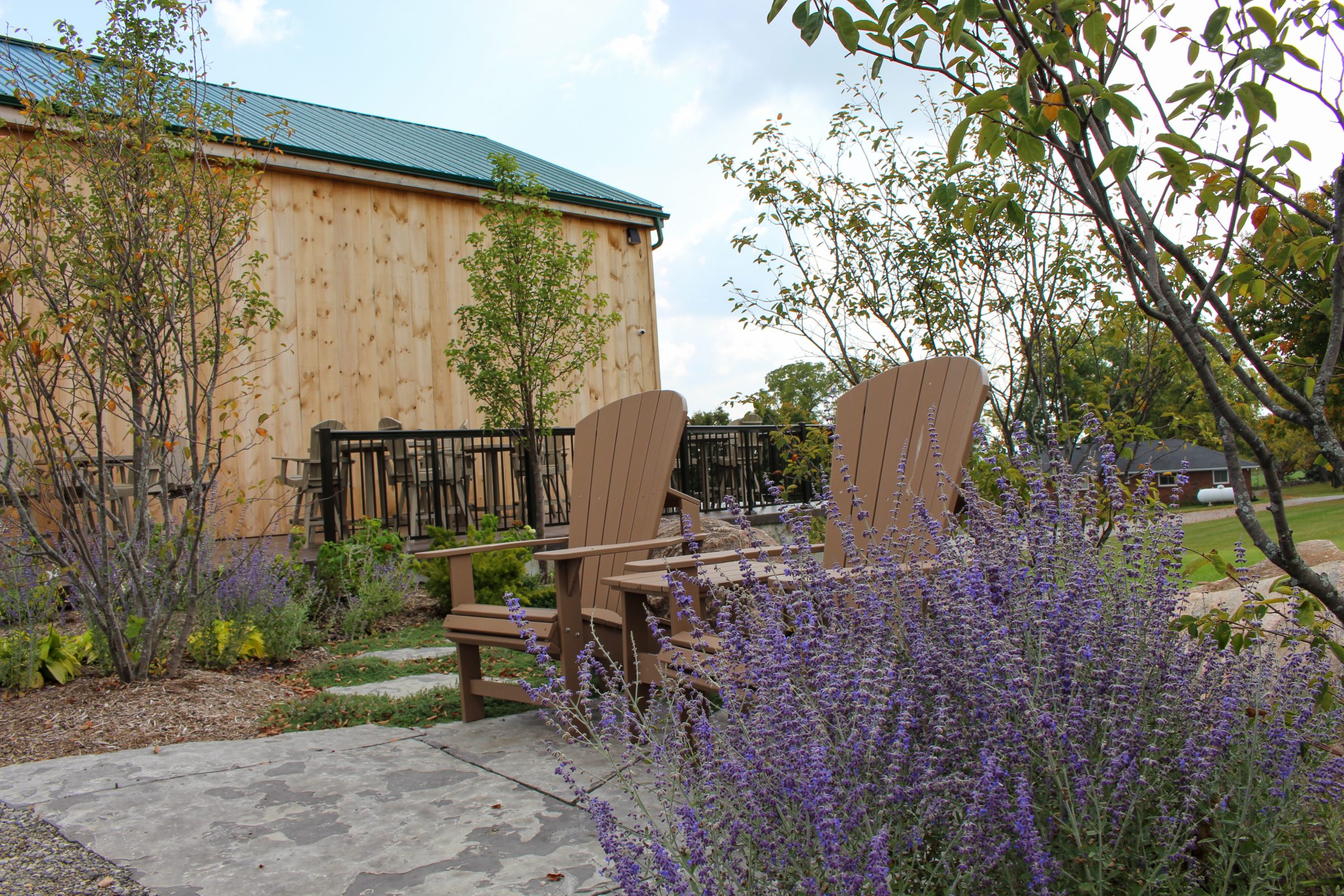 Garden with wooden chairs and purple flowers.