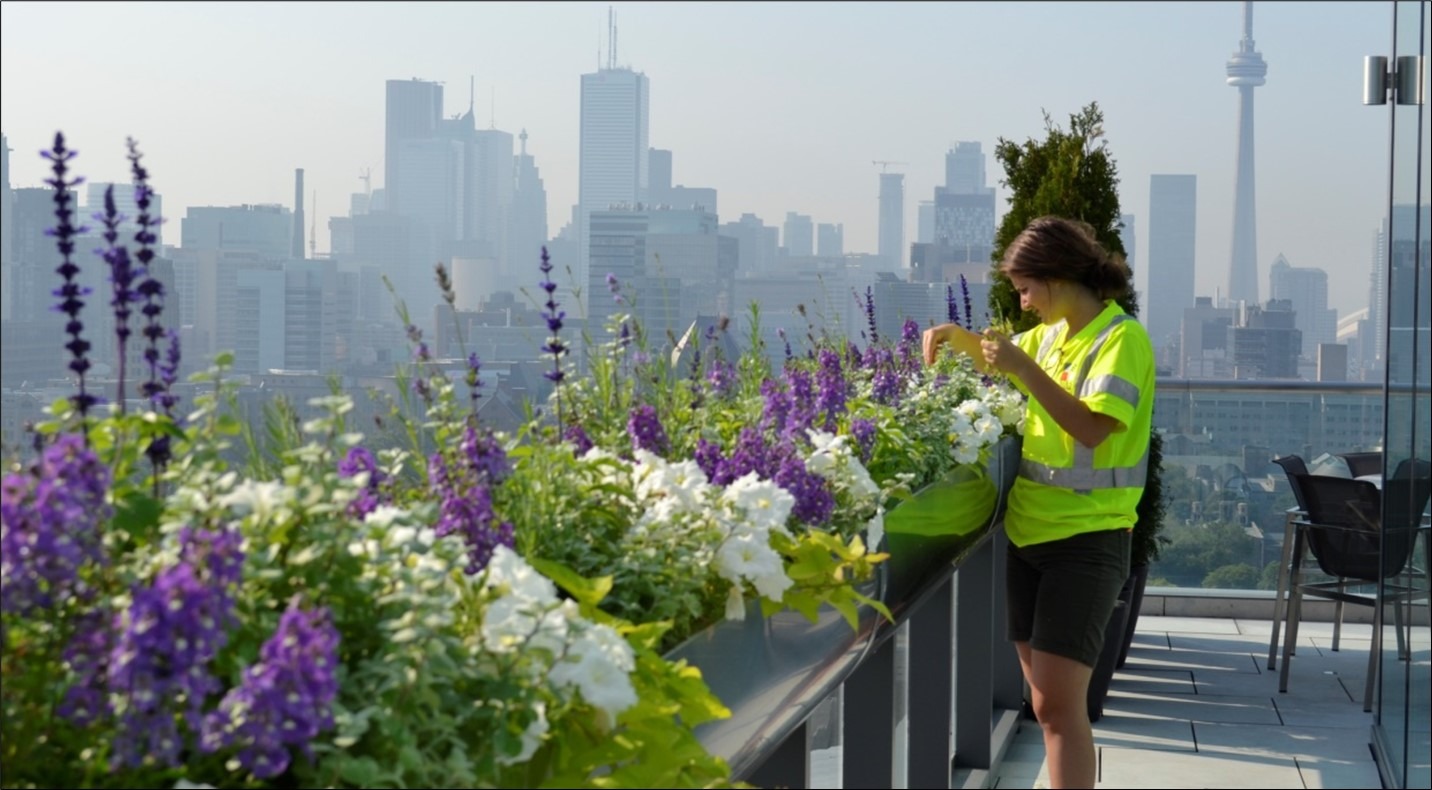 Person tending rooftop garden with city skyline view.
