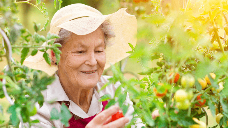 Elderly woman gardening with tomatoes and green plants.
