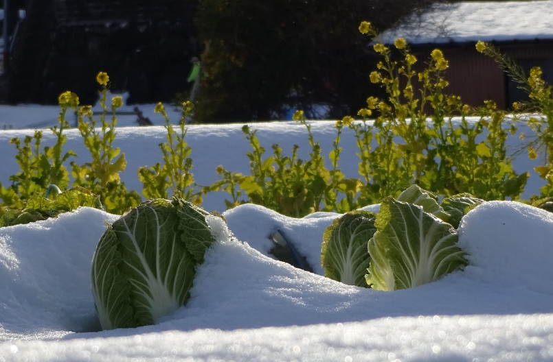 winter commercial grounds