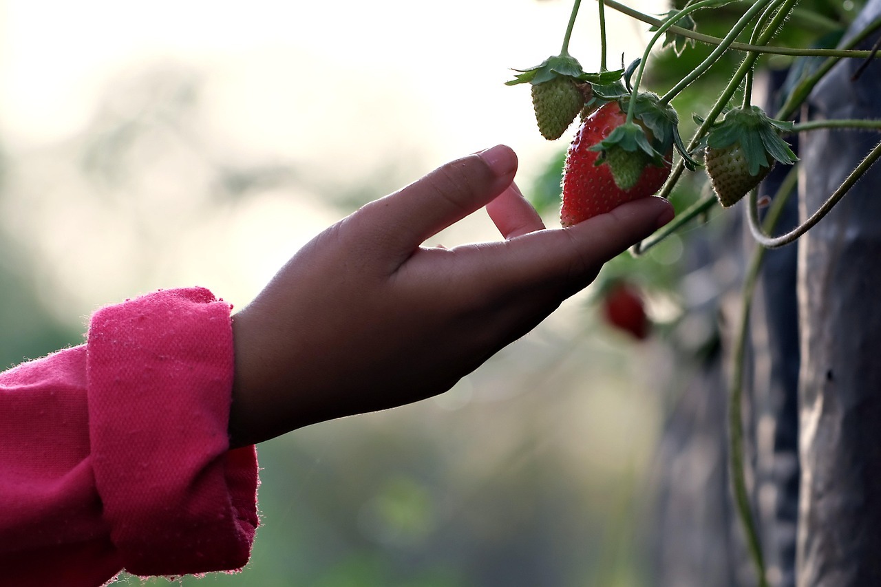 Child's hand reaching for ripe strawberry.