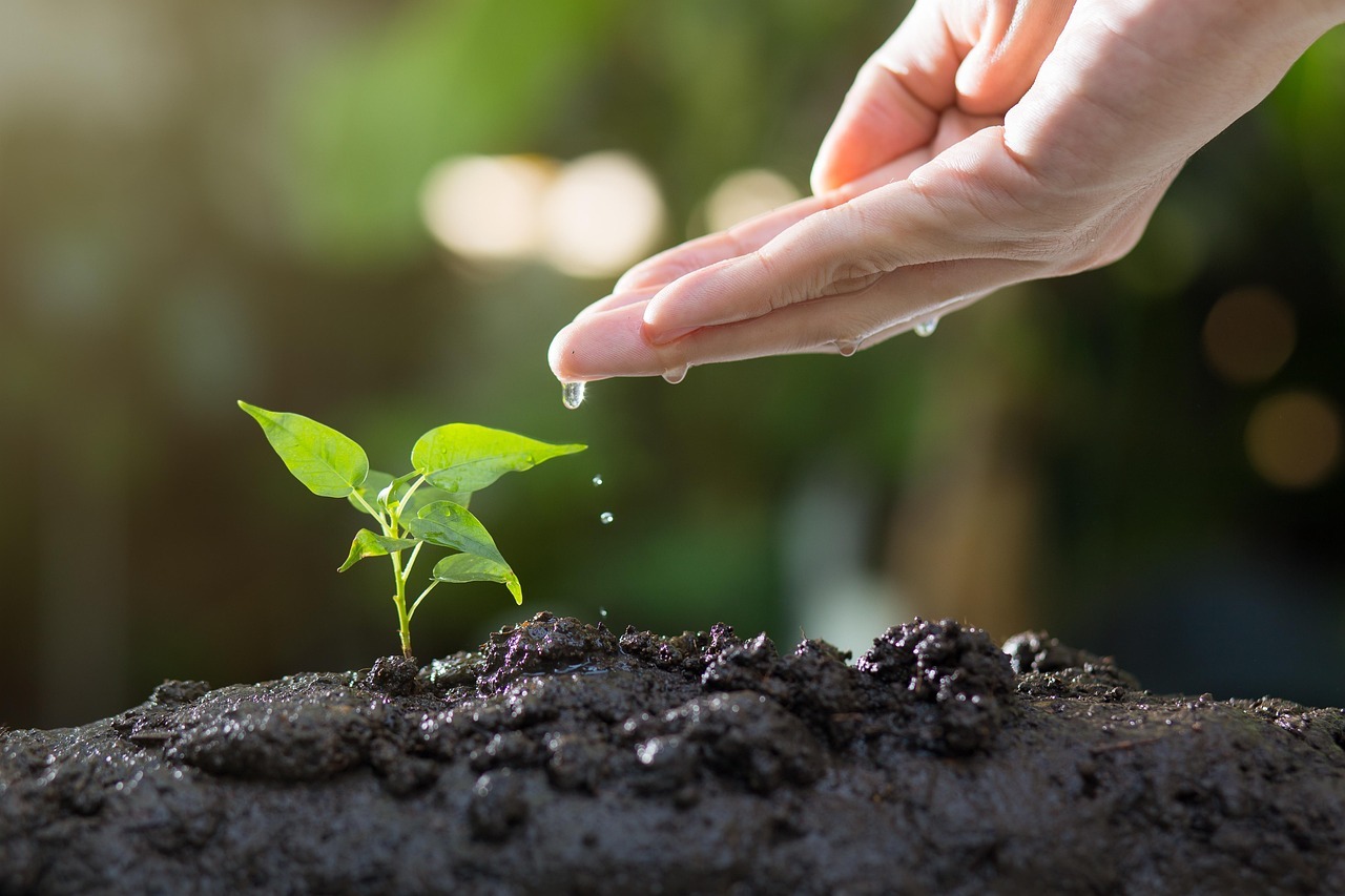 Hand watering small plant in soil.