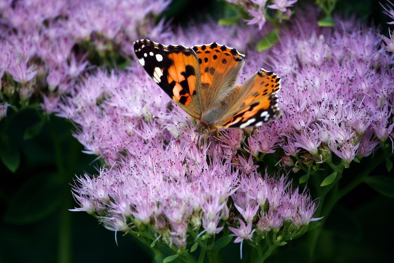 Orange butterfly on pink flowers in garden.