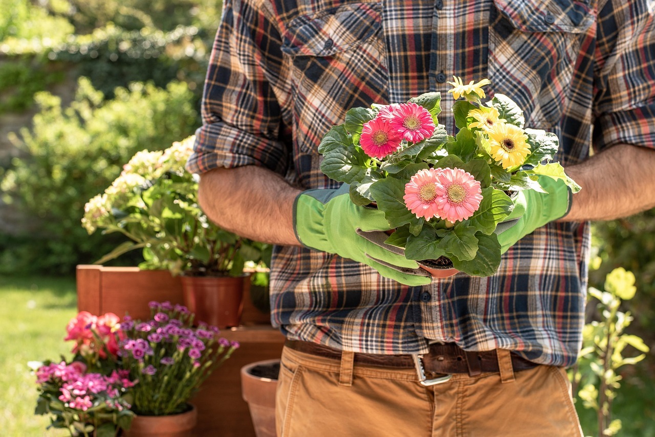 Gardener holding potted flowers in sunny garden.