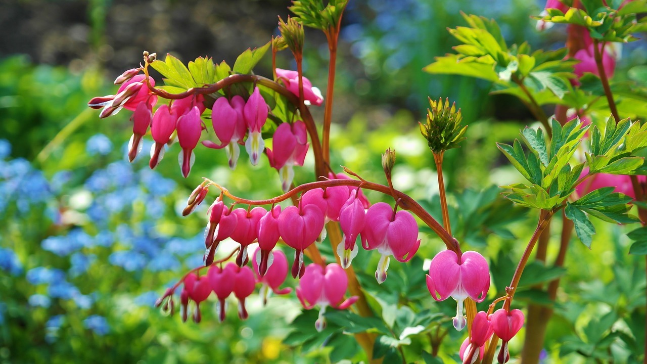 Pink bleeding heart flowers in garden