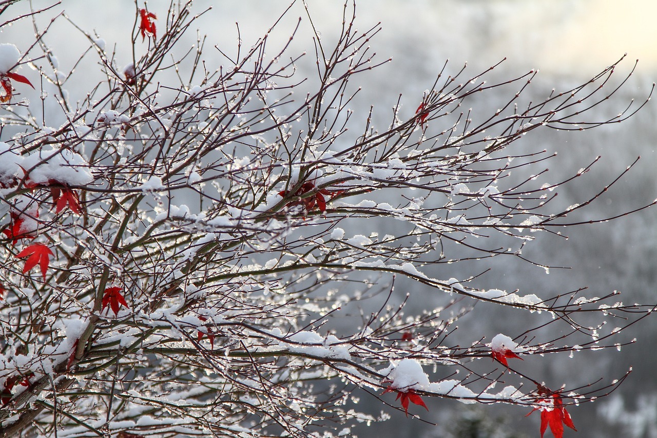 Snow-covered branches with red leaves in winter.